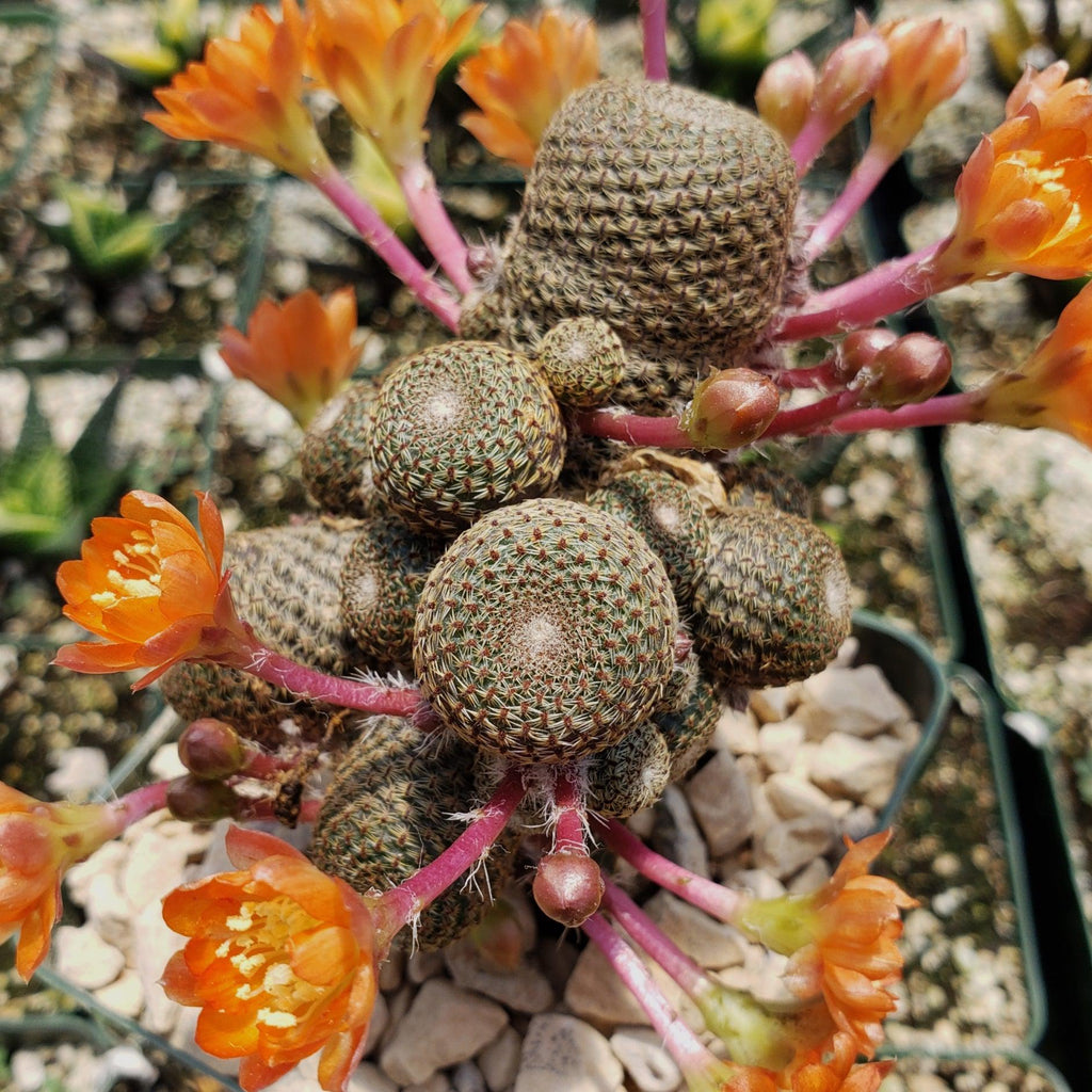 Rebutia heliosa grafted