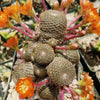 Rebutia heliosa grafted