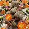 Rebutia heliosa grafted