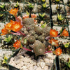 Rebutia heliosa grafted