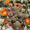 Rebutia heliosa grafted