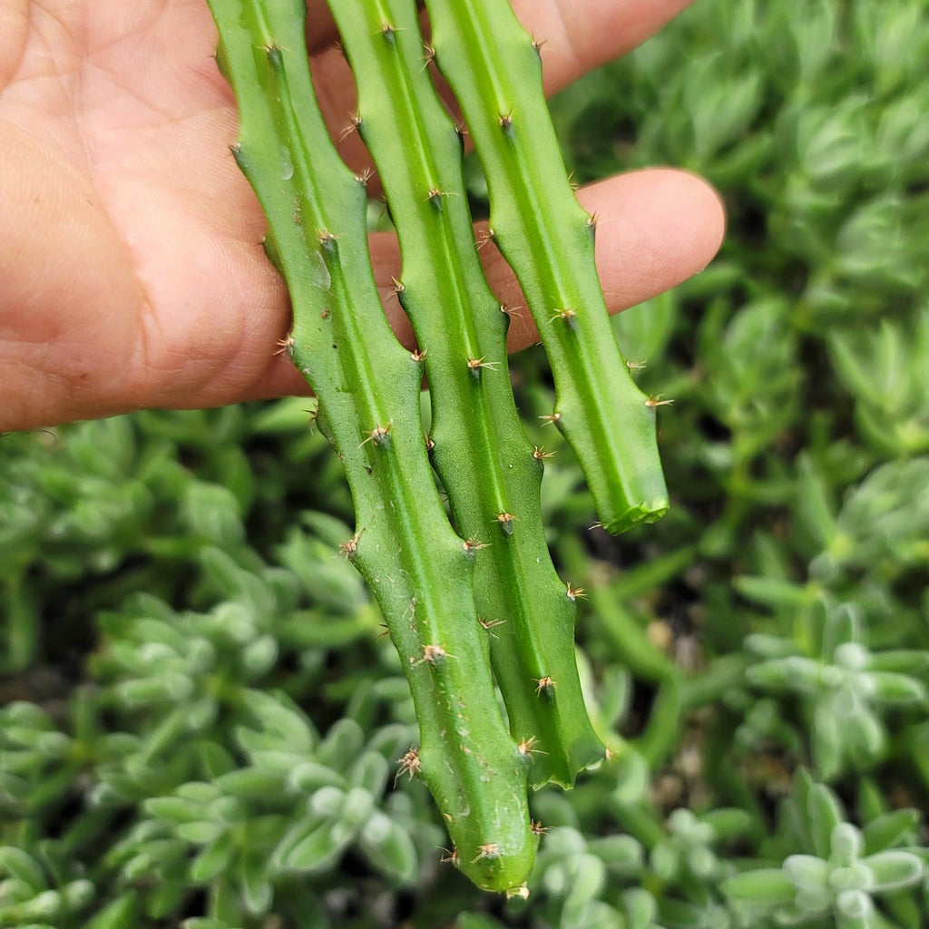Selenicereus grandiflorus 3 cuttings