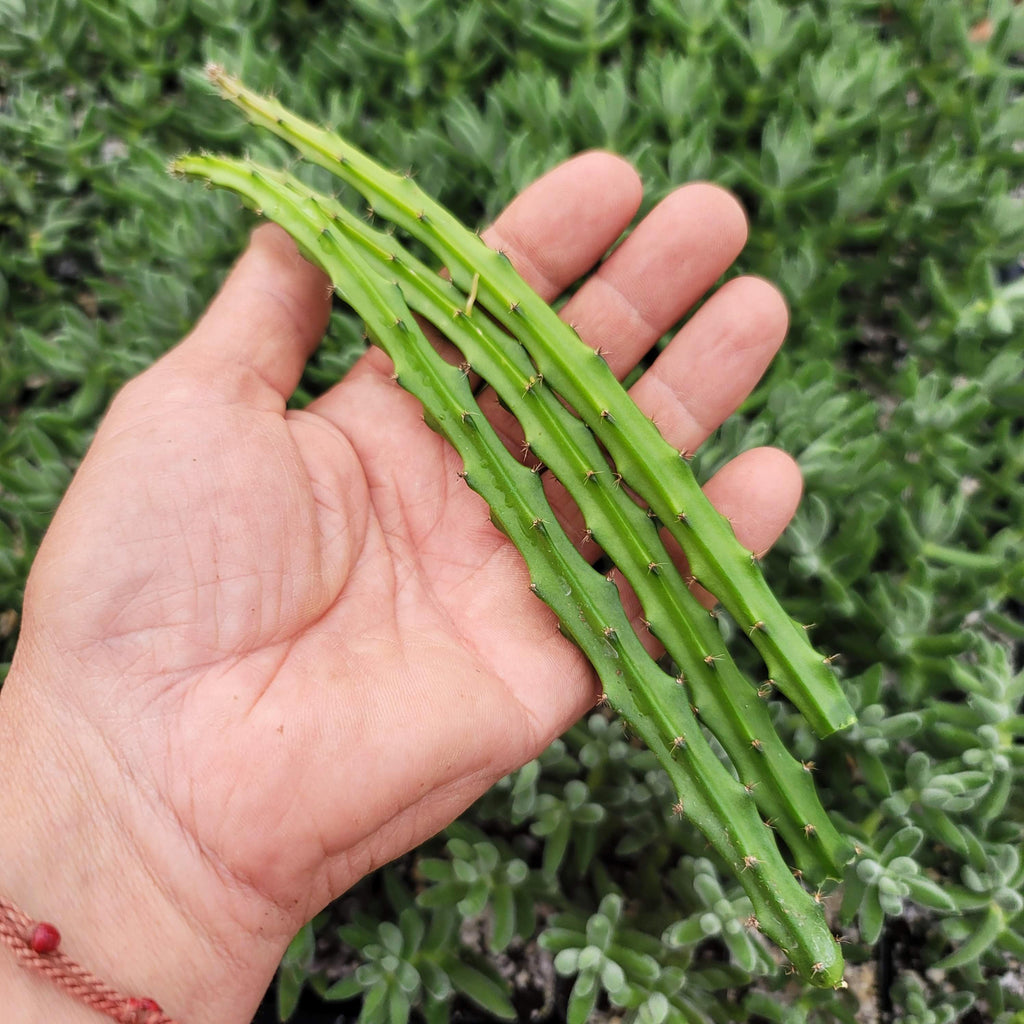 Selenicereus grandiflorus 3 cuttings