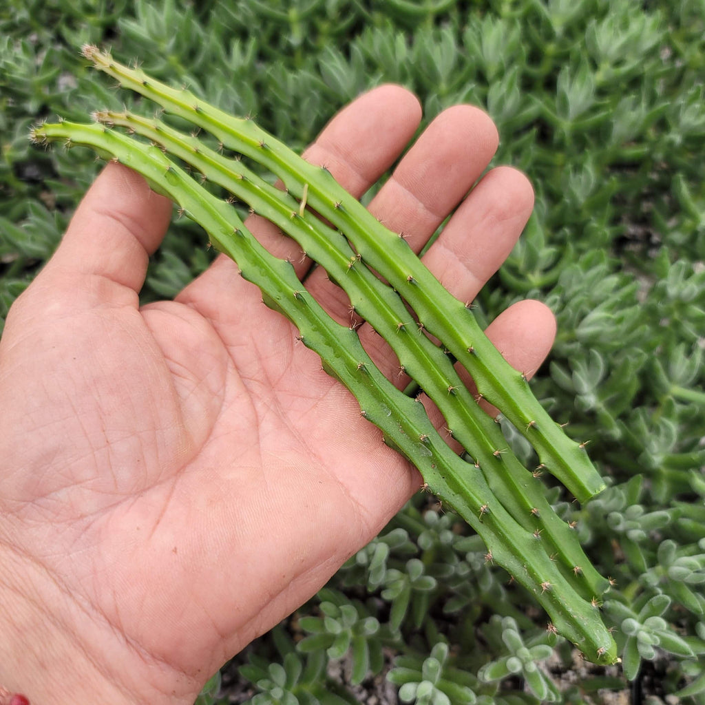 Selenicereus grandiflorus 3 cuttings