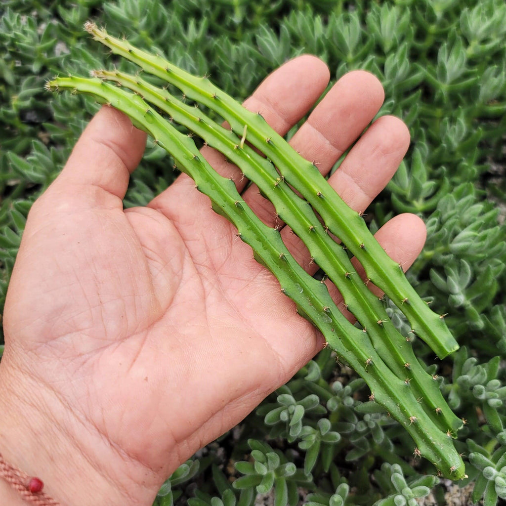 Selenicereus grandiflorus 3 cuttings