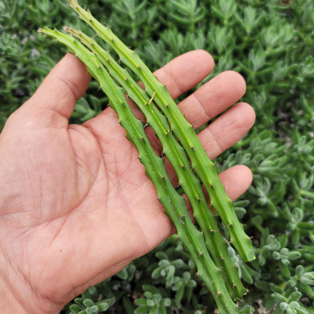 Selenicereus grandiflorus 3 cuttings