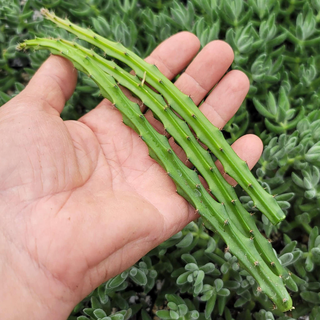 Selenicereus grandiflorus 3 cuttings
