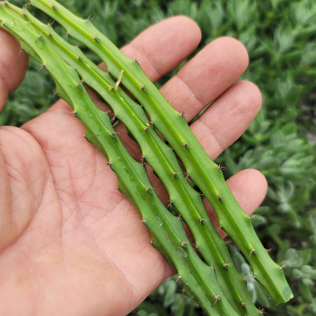Selenicereus grandiflorus 3 cuttings