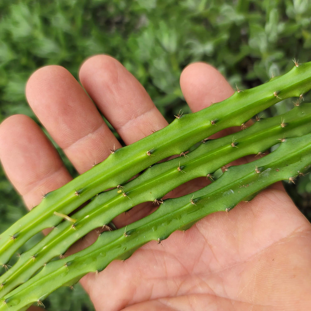 Selenicereus grandiflorus 3 cuttings