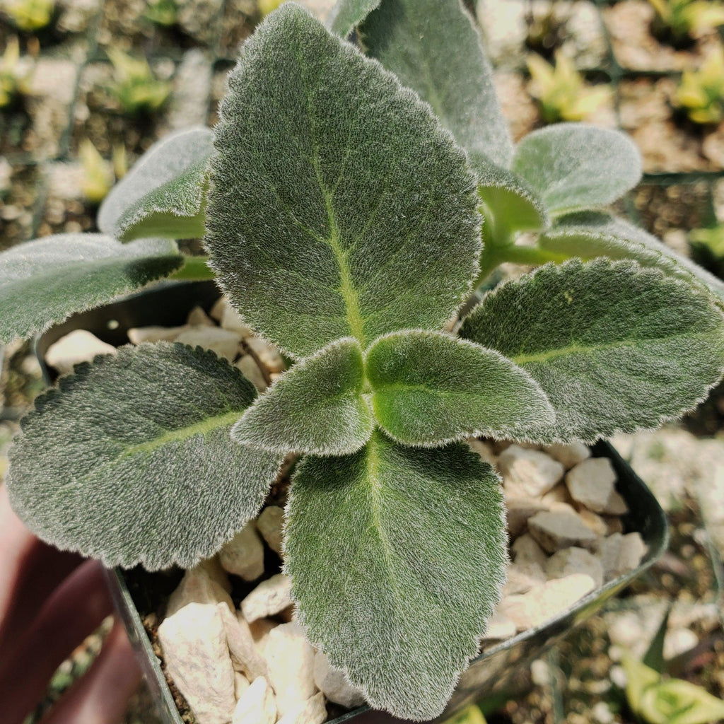 Sinningia leucotricha