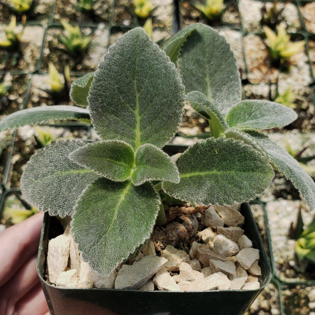 Sinningia leucotricha