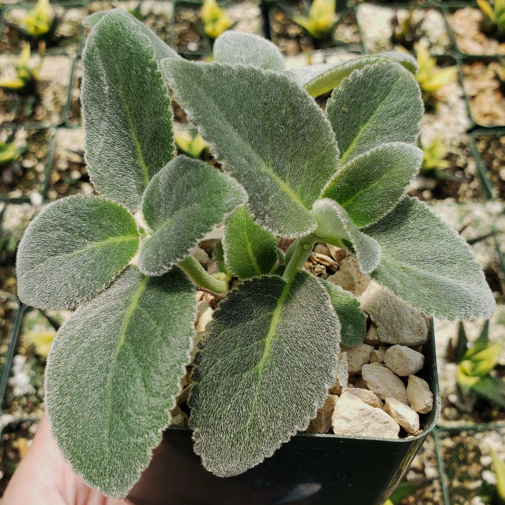 Sinningia leucotricha