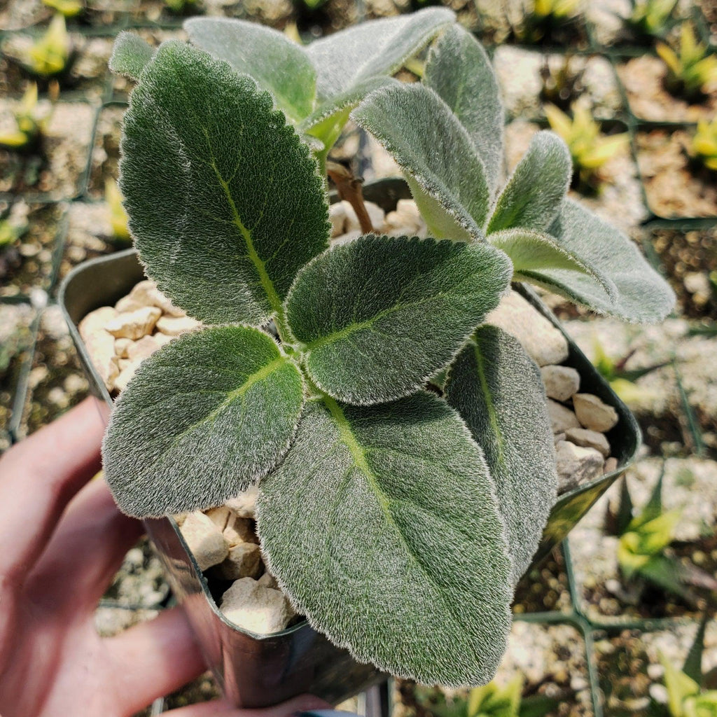 Sinningia leucotricha