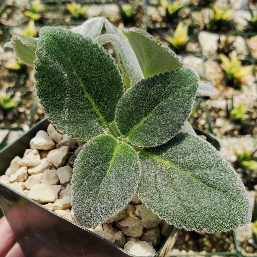 Sinningia leucotricha