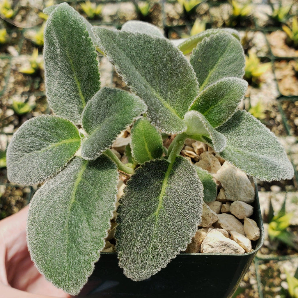 Sinningia leucotricha