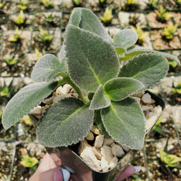 brazilian succulents Sinningia leucotricha
