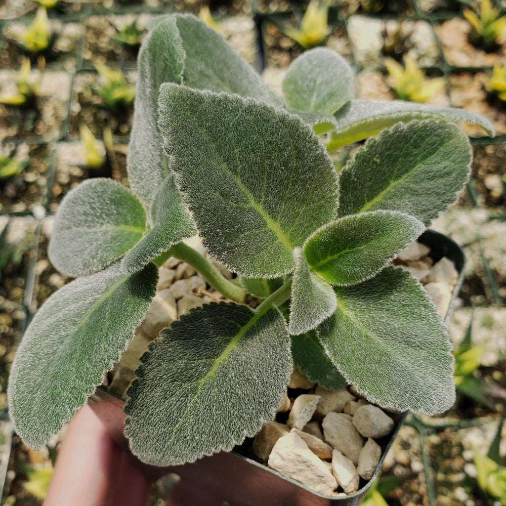 Sinningia leucotricha