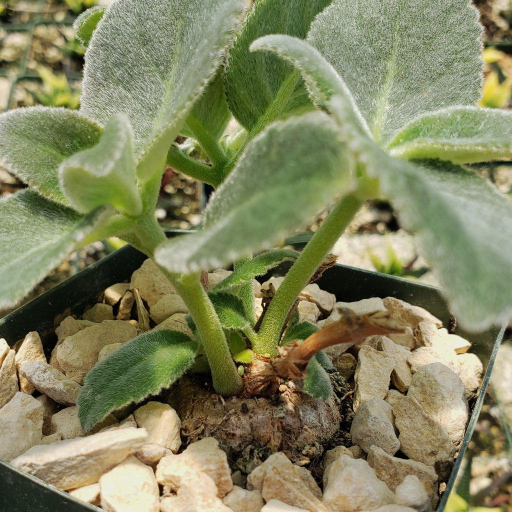 Sinningia leucotricha