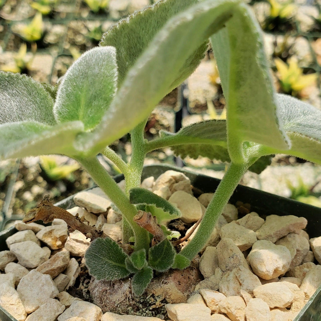 Sinningia leucotricha