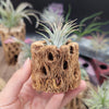 Natural Cholla Wood Hollow  (2"-12")