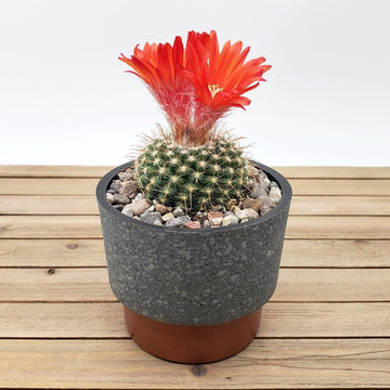 taupe plant pots Stylish Artisan Taupe Sprite Pot – Planet Desert