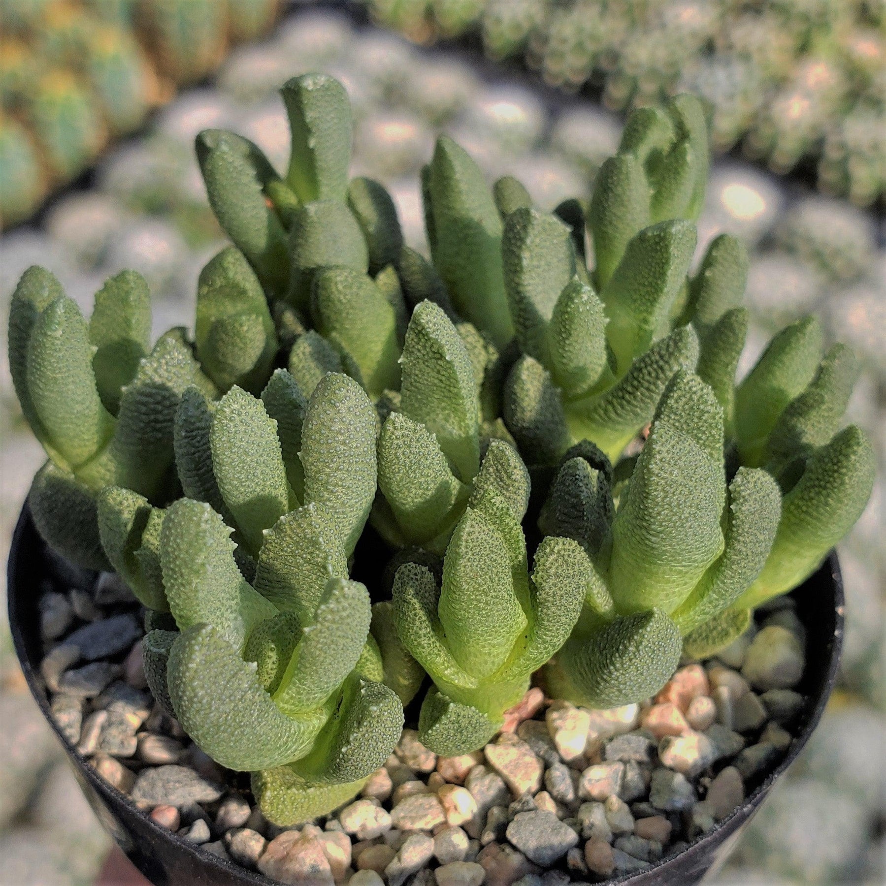 stomatium succulent Grab Stomatium Mustellinum | Easy-To-Grow