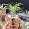 Tillandsia Victoria