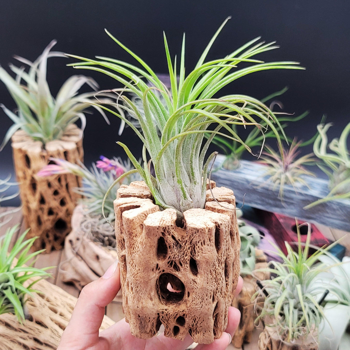 victoriana air plant Shop For Tillandsia Victoria | Easy-Care Air Plant