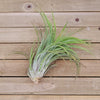 Tillandsia Victoria