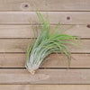 Tillandsia Victoria