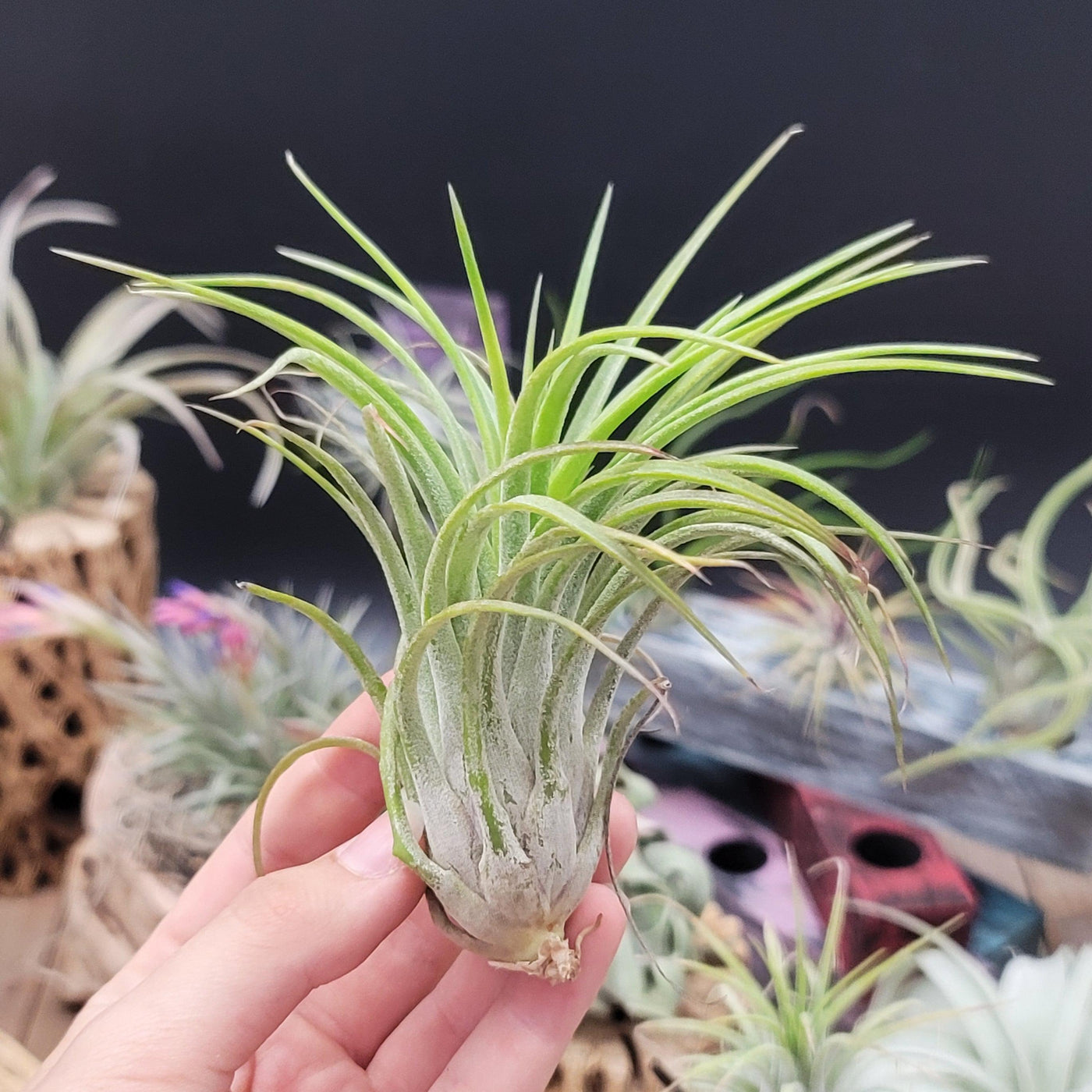 indoor plants victoria Tillandsia Victoria