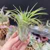 Tillandsia Victoria