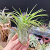 Tillandsia Victoria