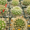 Rebutia weingartia trolli