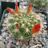 Rebutia weingartia trolli