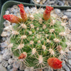 Rebutia weingartia trolli