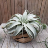 King of Air Plant - Tillandsia Xerographica