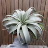 King of Air Plant - Tillandsia Xerographica