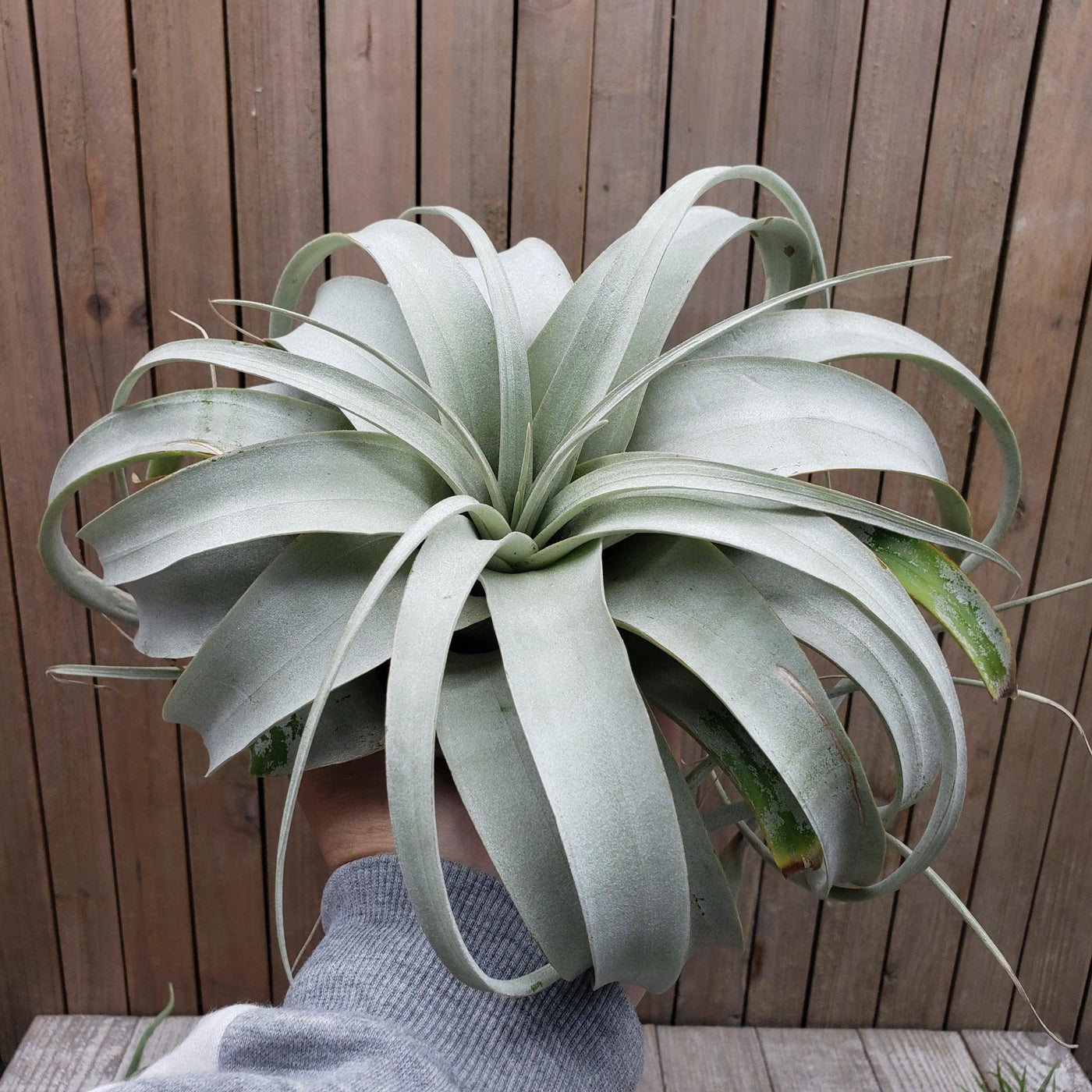 air plant tillandsia xerographica Get 'Tillandsia xerographica' For sale