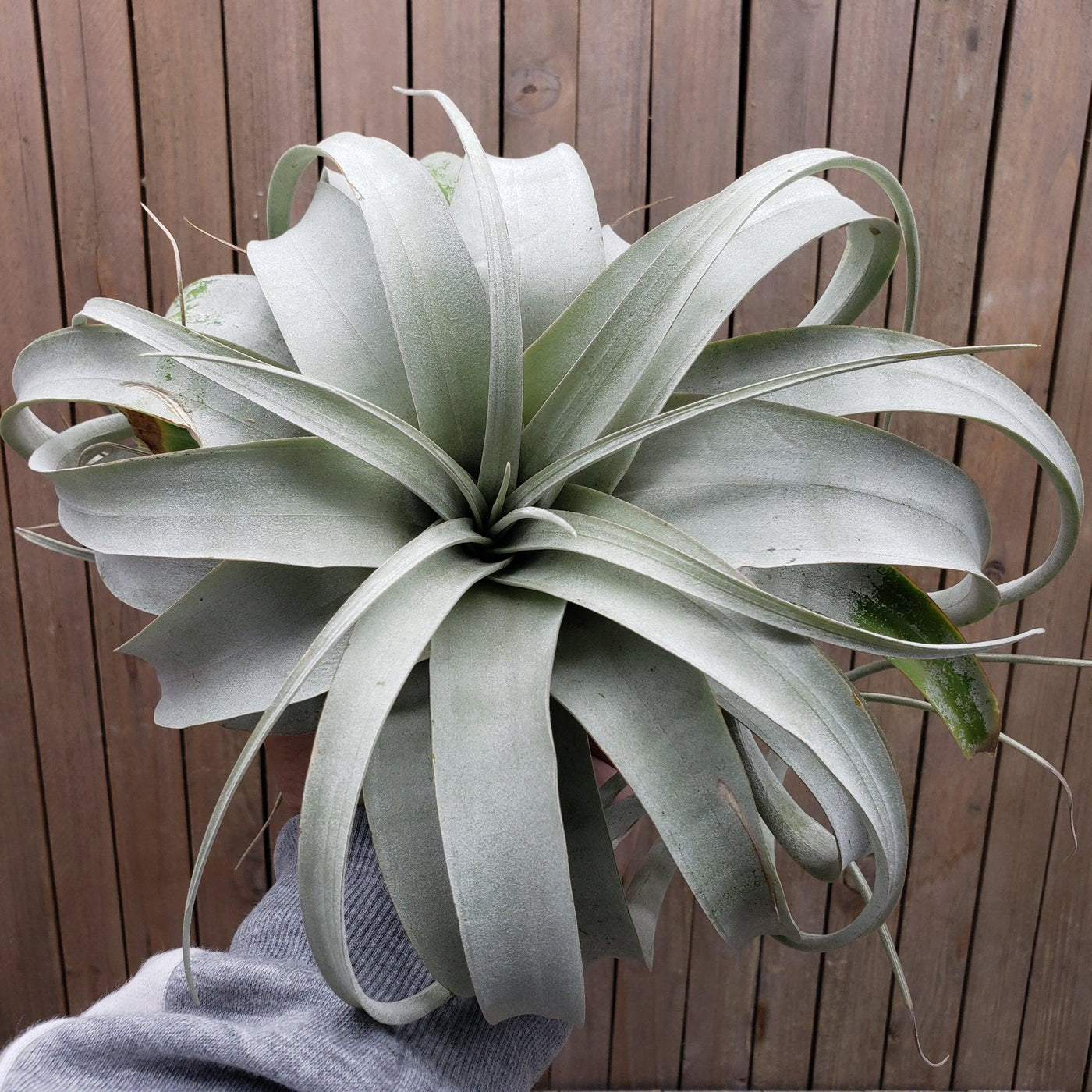 air plants for sale uk Get 'Tillandsia xerographica' For sale