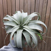 King of Air Plant - Tillandsia Xerographica