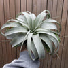 King of Air Plant - Tillandsia Xerographica