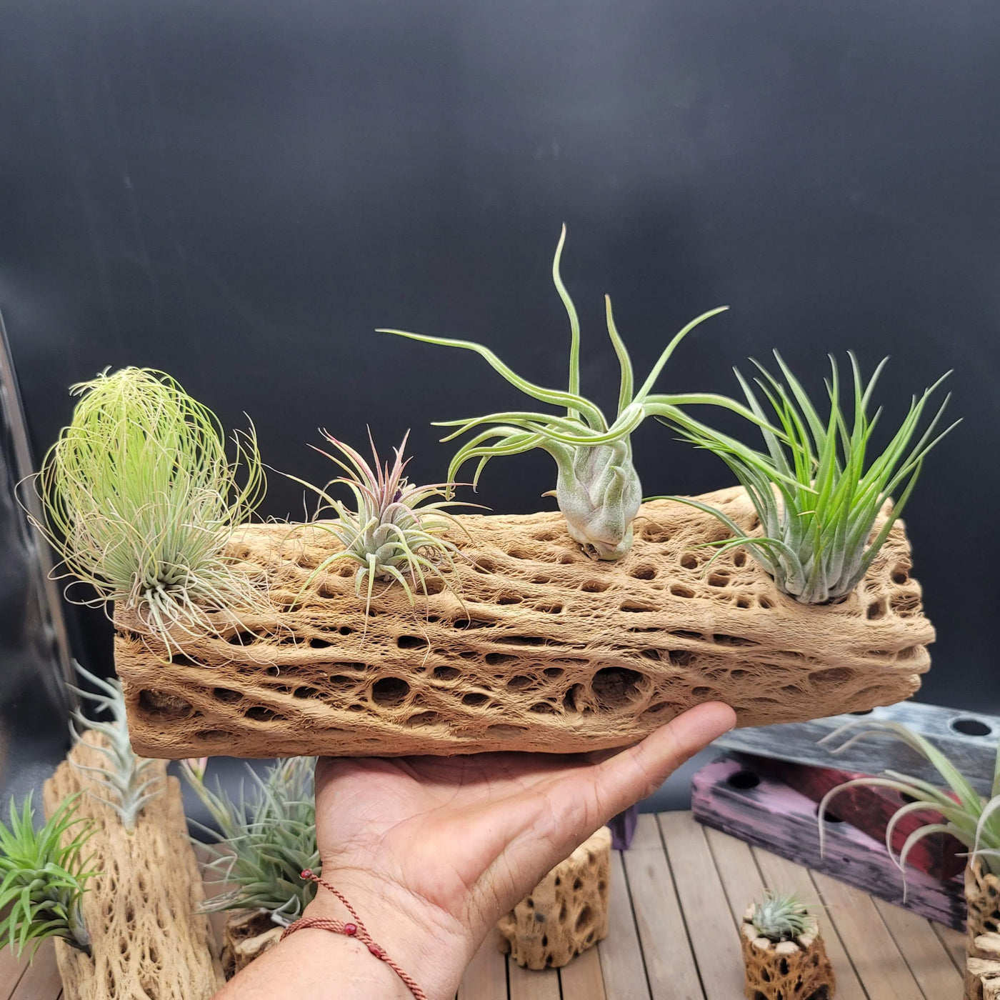 cholla wood air plant Natural Cholla Wood Hollow (2"-12") Small (thick